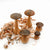 Quintet de petits champignons en bois de merisier.